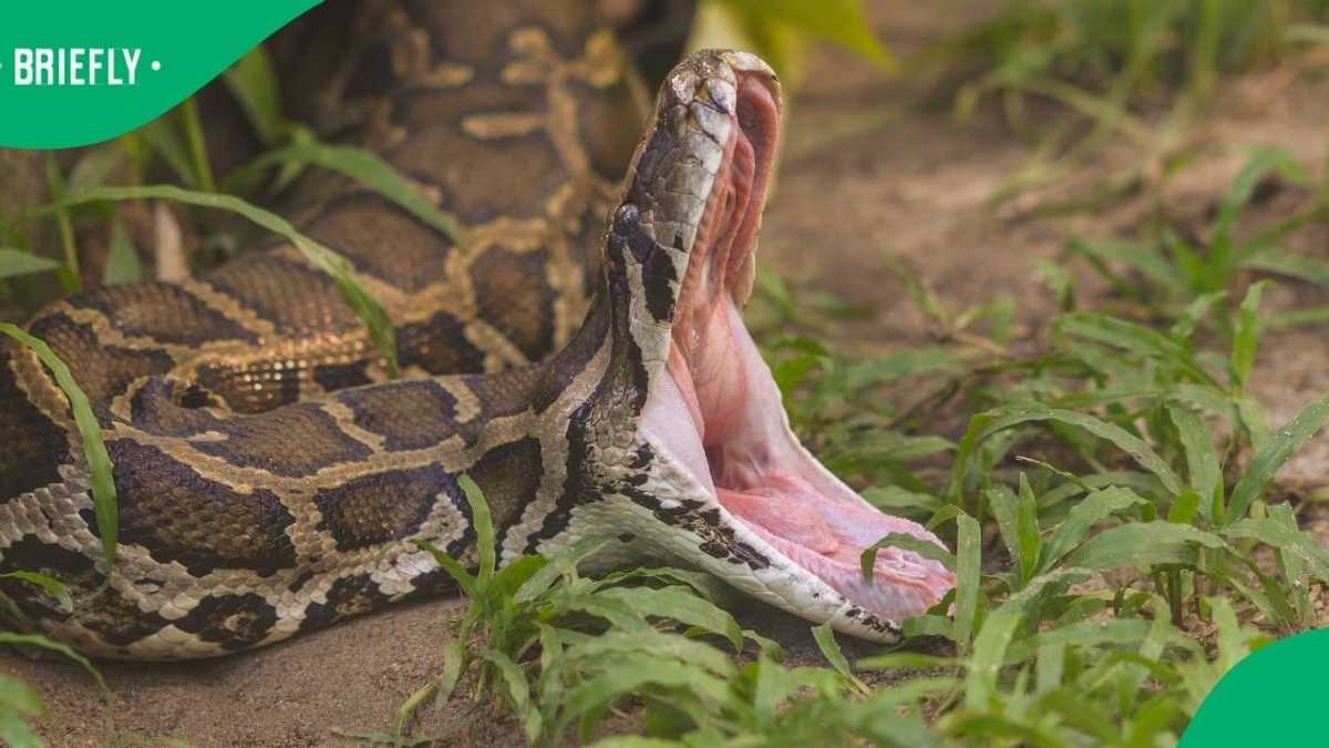 “I Would Pack My Things and Go”: Guests Startled by Rock Python ...