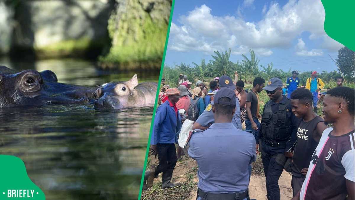 Two Men Drown After Snared Hippo Draws Crowd at Lake St Lucia - Briefly ...