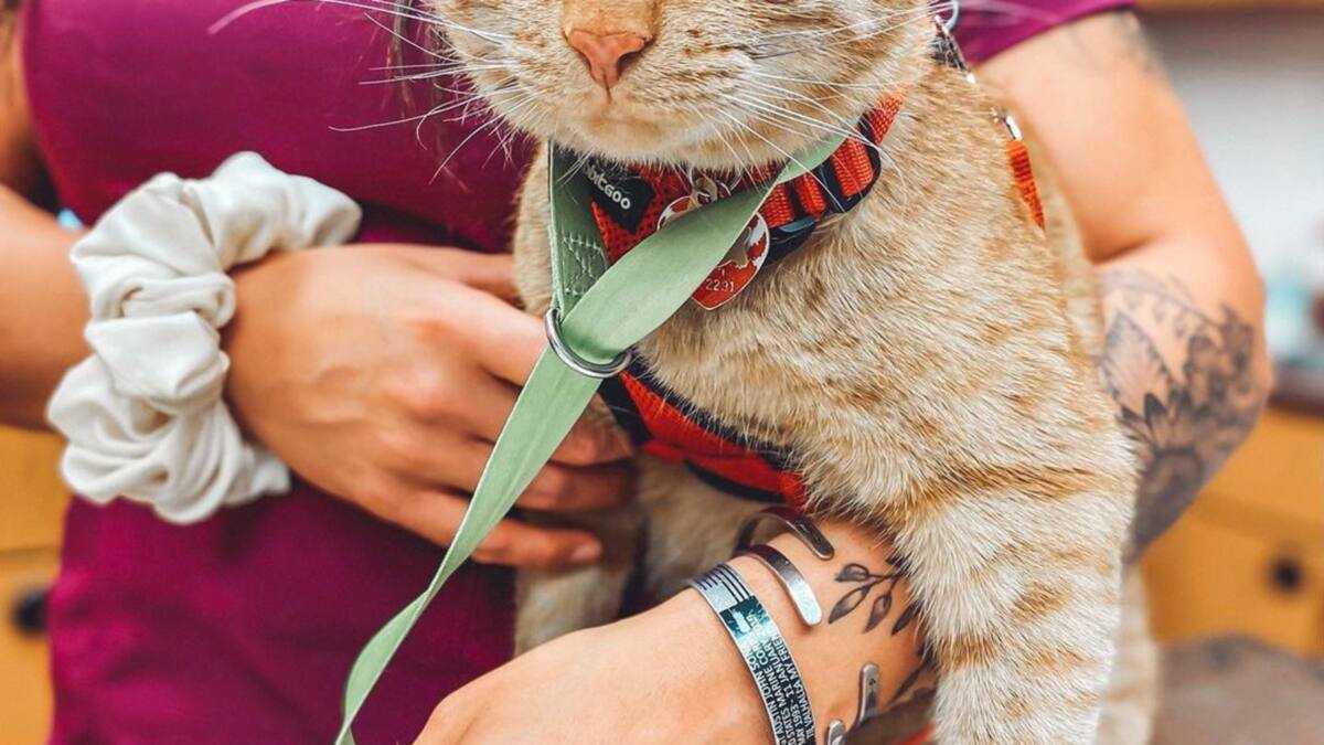 What is the average veterinary tech salary in the USA in 2022? Briefly.co.za