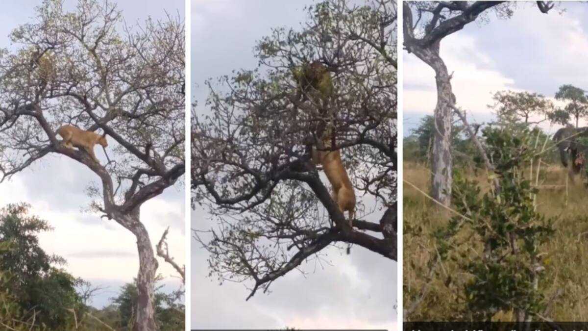 Video of Big 5 Fight Between Lions, Leopard and Elephants Goes TikTok ...