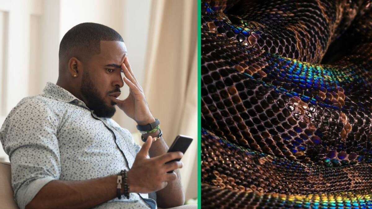 American Snake Handler Displays “Rainbow” Reticulated Python, Amazing ...