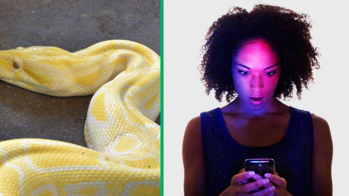 Python Defecating “Miss the Person I Was 5 Seconds Ago”: Man Scars SA With Video of Pet ...