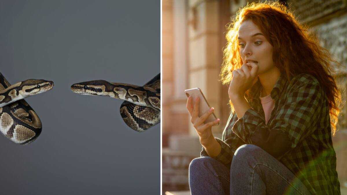 Woman Finds 2 Pythons Mating Behind Her Microwave, Netizens Express ...