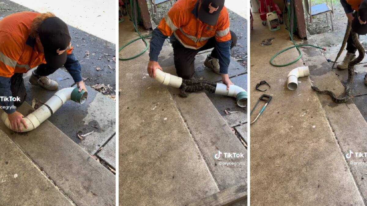Man Opens Blocked Down Pipe and Finds a Python, Netizens Worldwide ...