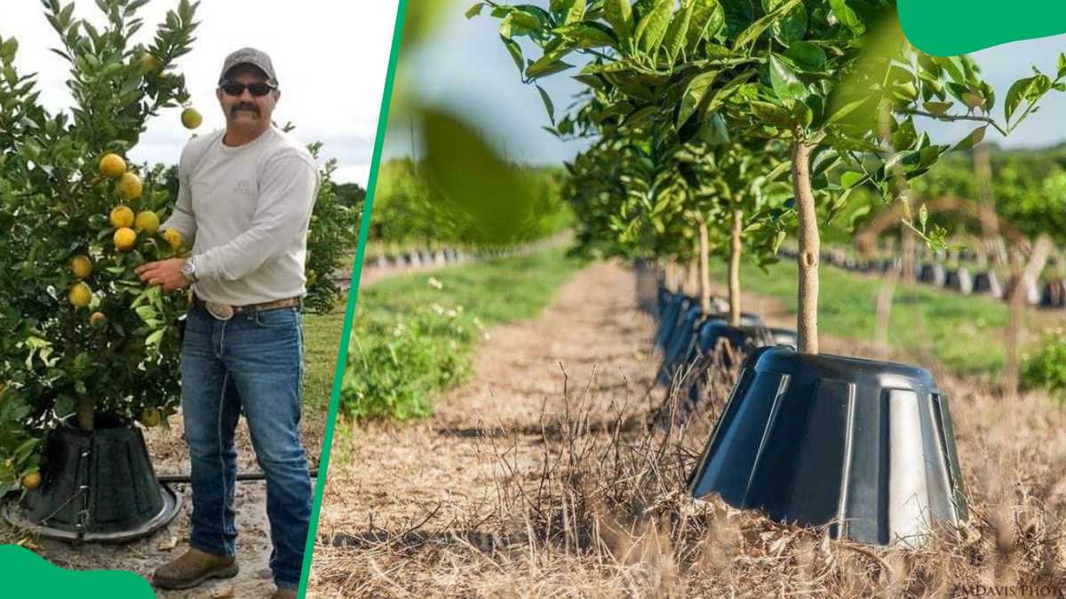 Tree T-PEE’s net worth today: How it grew after Shark Tank - Briefly.co.za