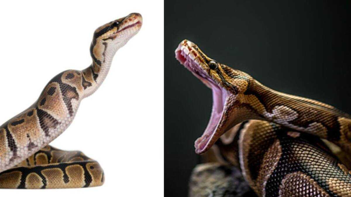 5-Year-Old Boy Lucky to Be Alive After 3-Metre-Long Python Bit and ...