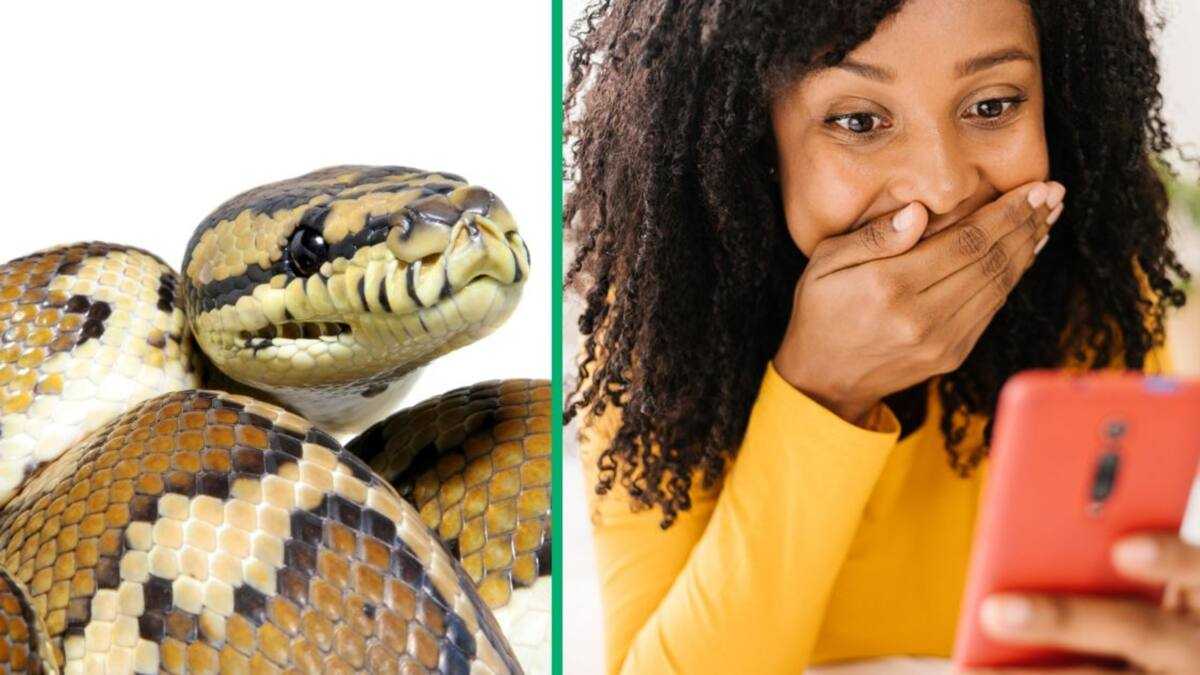 Australia Woman Python 5-Metre Carpet Python in Australia Slithers From Roof to Tree in TikTok ...