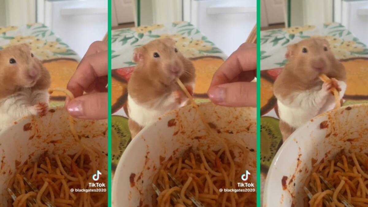 Pet Hamster Eating Spaghetti Becomes Worldwide Viral Sensation pet-hamster-eating-spaghetti-becomes-worldwide-viral-sensation