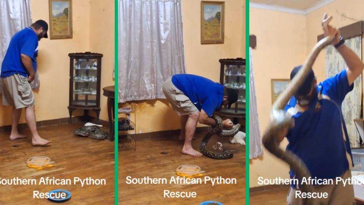 Man Rescues Massive Southern African Python Spotted in Woman's Home ...