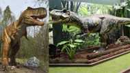 Woman claims she spotted a baby dinosaur running near her home