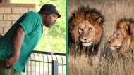 Man’s missing lion prank frightens Lion Park visitors in hilarious TikTok video