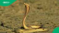 Yellow cobra rescue draws SAPS as anxious crowd gathers