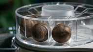 100% compostable coffee balls bid to take on Nespresso