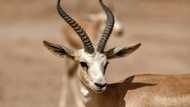 In a parched land, Iraqi gazelles dying of hunger