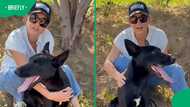 Stellenbosch shelter dog Cody desperately needs a home before stress overwhelms him