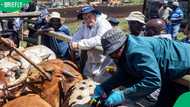 Farming groups welcome John Steenhuisen's removal as Agriculture Minister amid ongoing FMD crisis