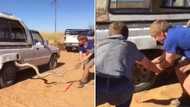 Massive snake gets pulled from the wheel arch of a car: Viral video has thousands of SA people screaming