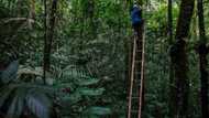 'Crowns of the forest': Indonesian helps orchids bloom again