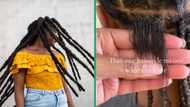 TikTok video shows devastating hair breakage caused by faux locs, ladies advised to avoid the style