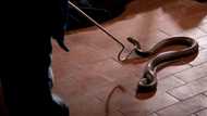 Snake incident has clinic staff refusing to return to work out of pure fear, snake catchers couldn’t find it