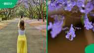 Joburg's jacaranda streets are pure magic this October