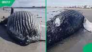 “I am beyond sad”: Whale washes up on SA Beach in Facebook video, leaves Mzansi heartbroken