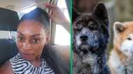 Woman gets bit by Akita dog in face in TikTok video, Mzansi joins in as she jokes about incident