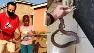 Hebanna: Young boy helps Mzansi’s snake catcher Nick Evans in Durban