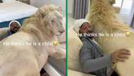 South Africans react to man with lion on his lap in TikTok video with 7 million views: "He is testing God"