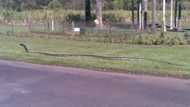 No, South Africans, a 6m long black mamba was not found in Nelspruit