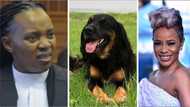 Zandie Khumalo dragged for naming her dog 'Mlosholo' after Advocate Mshololo