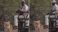 Video of safari ranger coming face to face with a lion ends the people of Mzansi, his reaction is everything