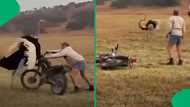 "Valuable lesson was taught": Afrikaner man's neck-grab fight with aggressive ostrich goes viral