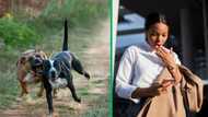 Limpopo Principal Dies After Being Mauled by Her Dogs at Home, Mzansi Mourns