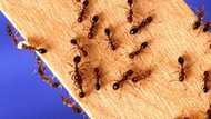 Tips for getting rid of ants