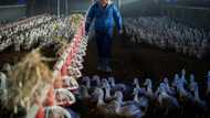 French foie gras in short supply, forcing farmers to adapt