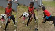 Little boy rides well-behaved pet pit bull in TikTok video, Mzansi worried