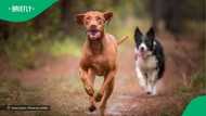 A viral Instagram video showed two men chased by a dog, one fainting while the other escaped up a tree