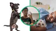 Mzansi stans dog's top dance moves: "Your dog is a vibe"