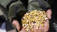 Captagon connection: how Syria became a narco state