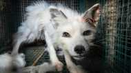 Finnish fur farm horror caught on video as industry fights ban
