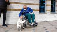 Sweet Dog Stands Outside Hospital for 6 Days till Owner Is Discharged