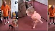 Cute toddler imitates grandpa who uses stick, walks like old man in funny video