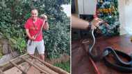 Nick Evans Christmas came early: Huge black mamba snake found snuggled by a Christmas tree
