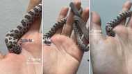 Snake biting into man’s hand has people freaked out: Video goes TikTok viral with over 4 million views