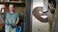 'The Snake Man', Nick Evans details another heroic scary cobra catch