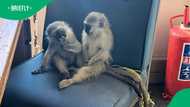"A hefty fine is not enough": Two monkeys almost auctioned get saved in Vryburg rescue
