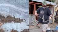 Fearless barefoot man captures snouted Cobra in viral TikTok pool encounter
