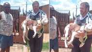 Man hands over pit bull to SPCA, Mzansi left emotional and curious: "I hope they’re not killing them"