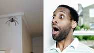 Family allow giant spider to stay in their home rent free for a year, it’s a no from the people of the world